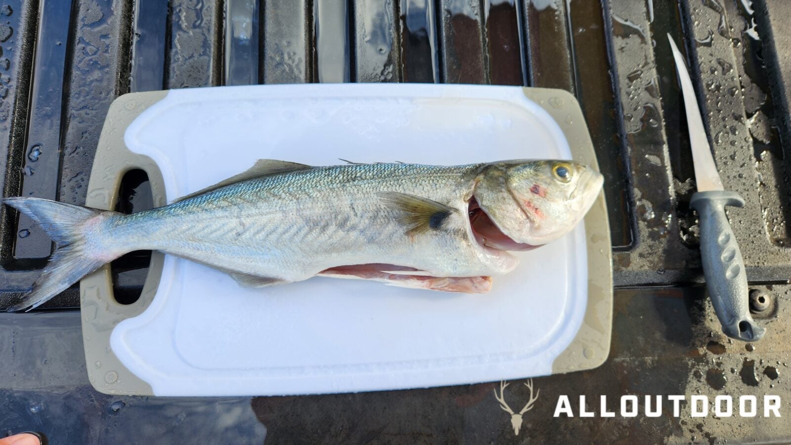 Cook your Catch - Baked Garlic & Paprika Bluefish