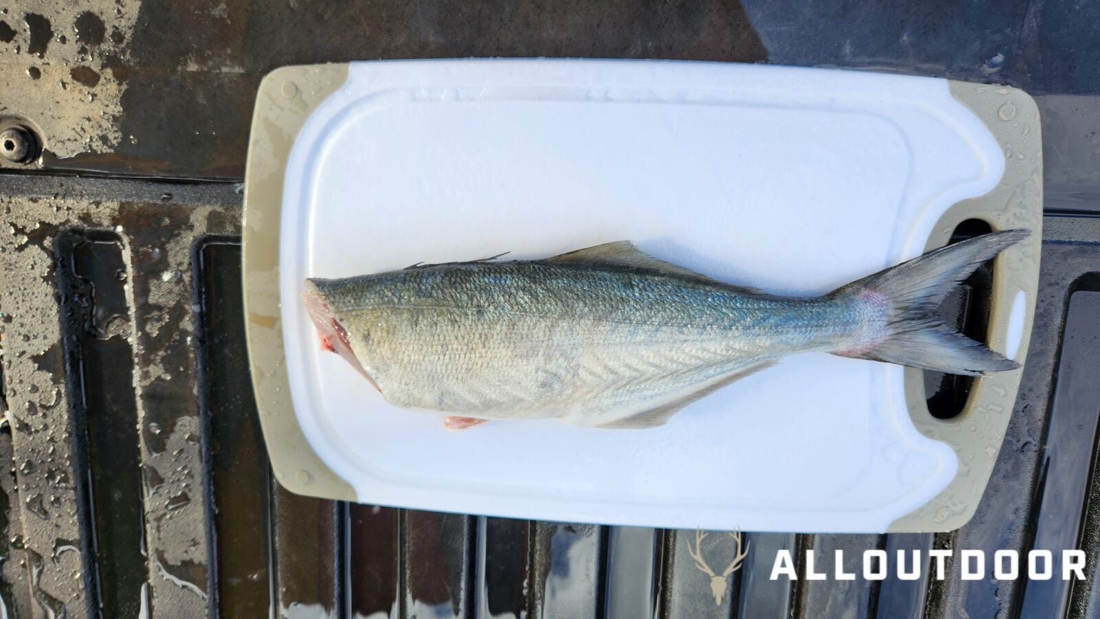 Cook your Catch - Baked Garlic & Paprika Bluefish