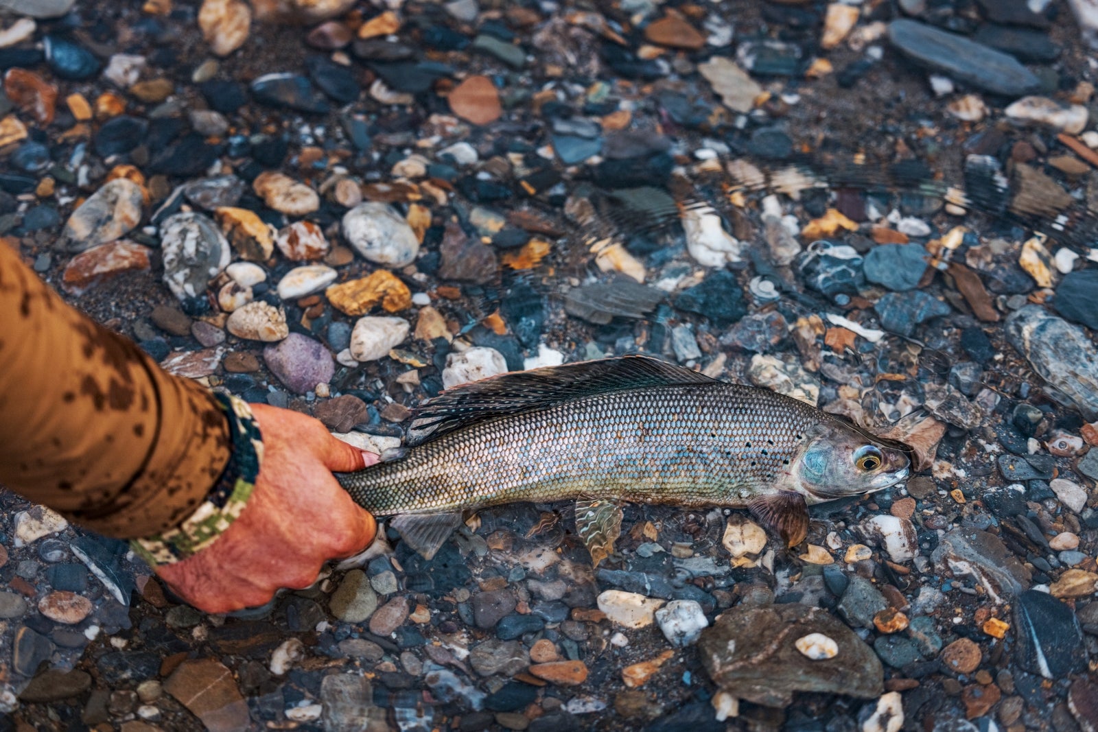 New Campaign to Conserve Alaska’s Brooks Range