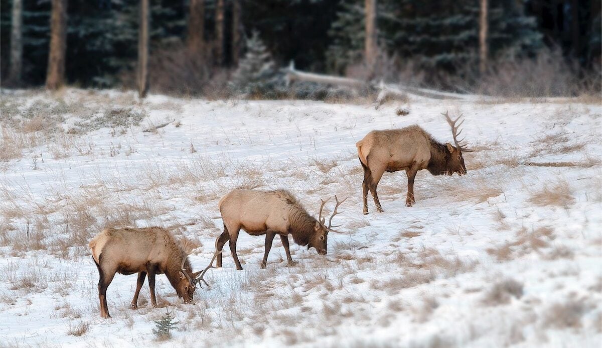 RMEF & WAFWA Partnership Commits $1.2 Million to Migration Corridor