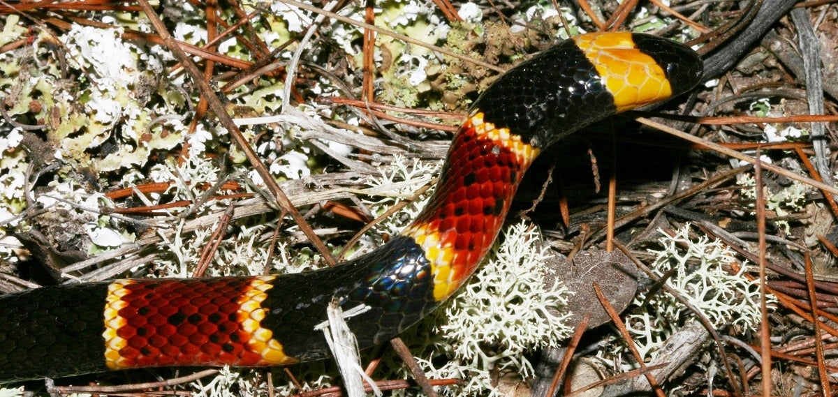 America's Most Common Venomous Snakes & How to Identify Them
