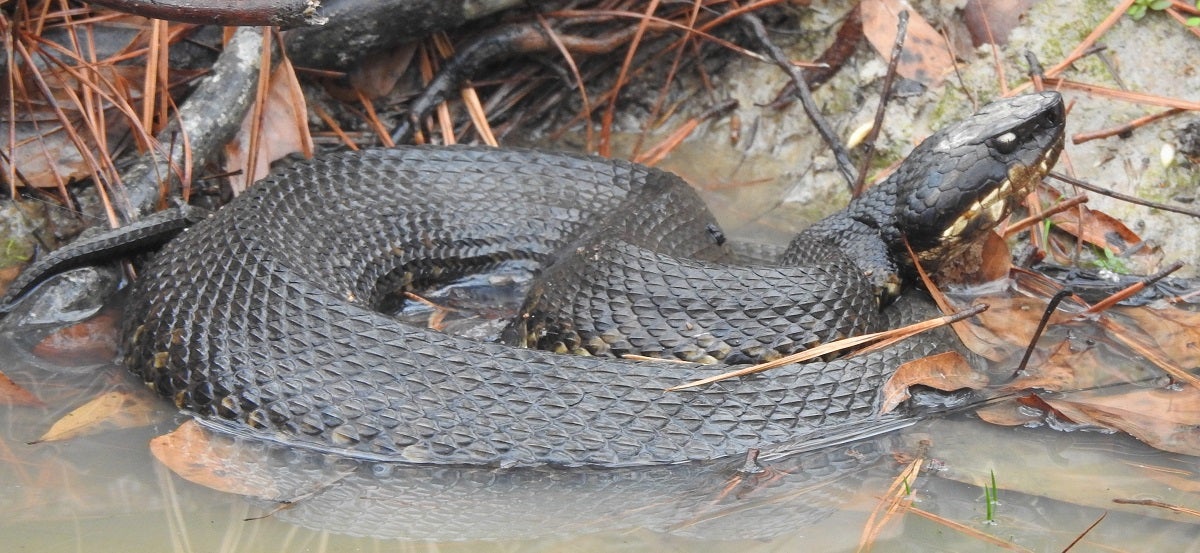 America's Most Common Venomous Snakes & How to Identify Them
