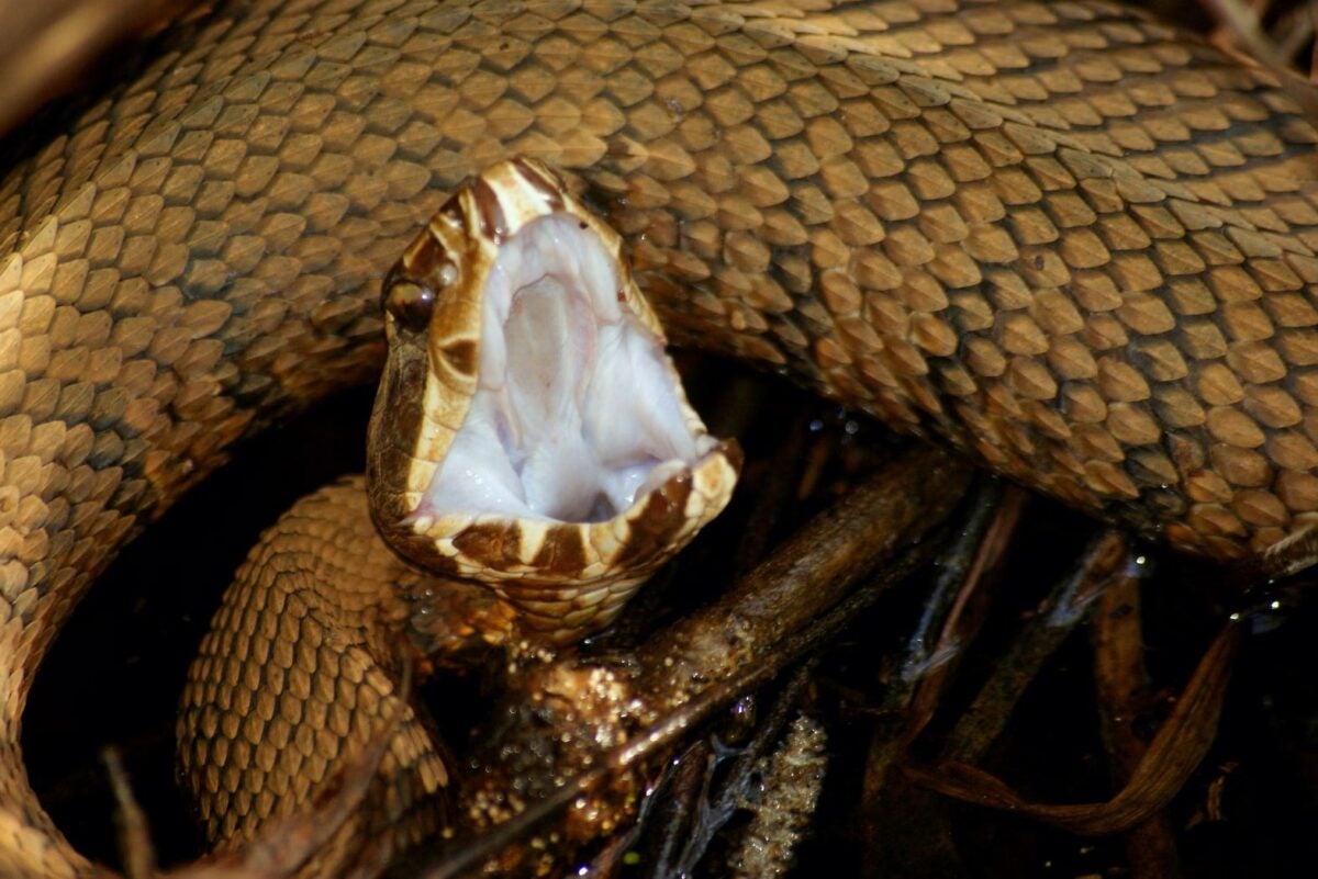 How to Handle a Venomous Snake Bite in the Backcountry