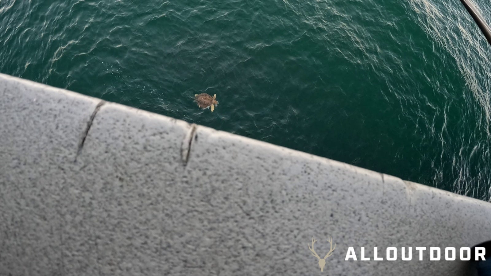 Feast or Famine - October Pier Fishing in PCB