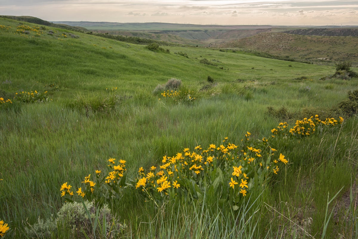 Idaho Wildlife & Research receive $3.8 Million from RMEF & Partners