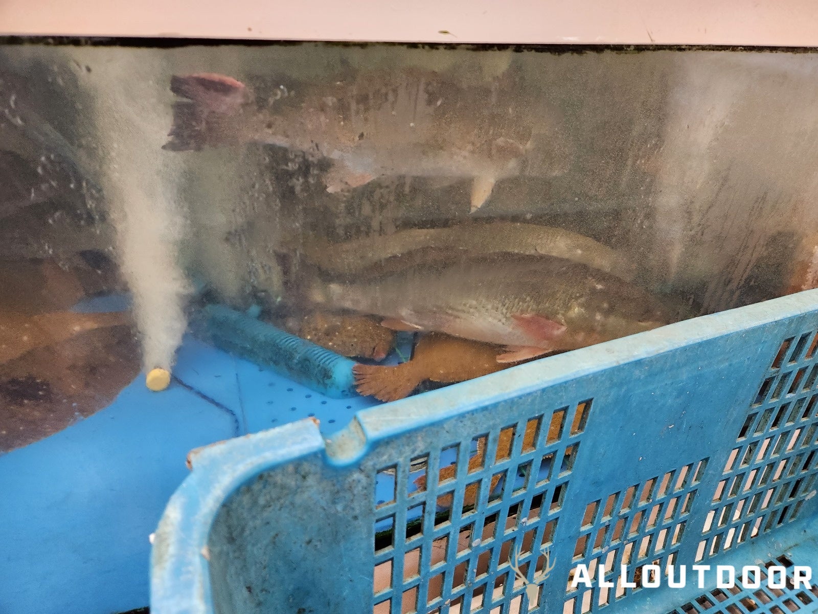 A Day in South Korea – Noryangjin Fish Market