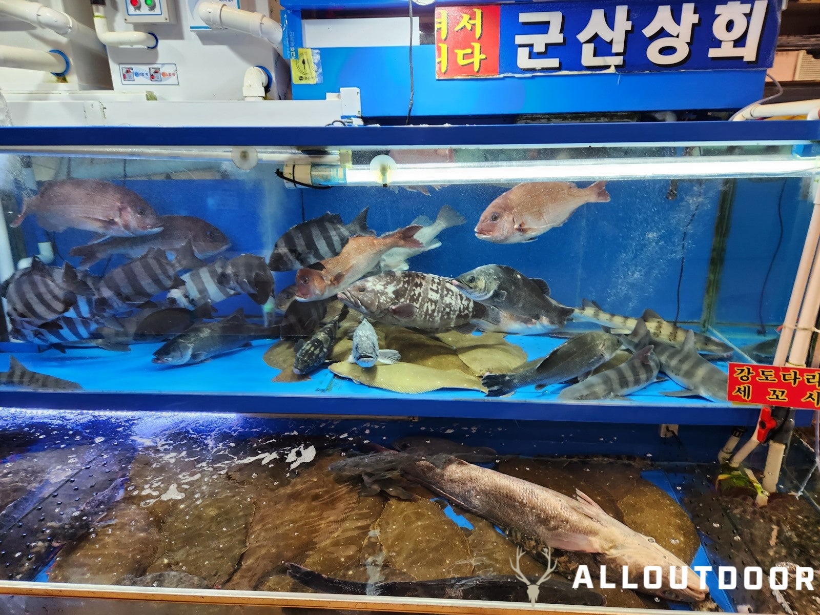 A Day in South Korea – Noryangjin Fish Market