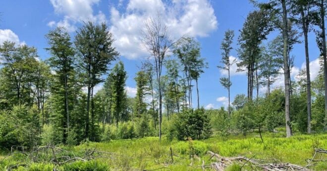 RMEF Habitat Conserved, Opened to Public Access in PA’s Elk Range