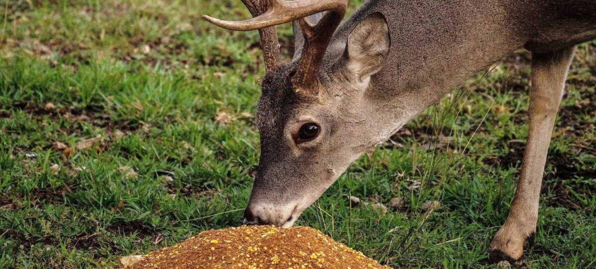 Late Season Deer? Try Big & J Headrush and BB2 Granular Attractants