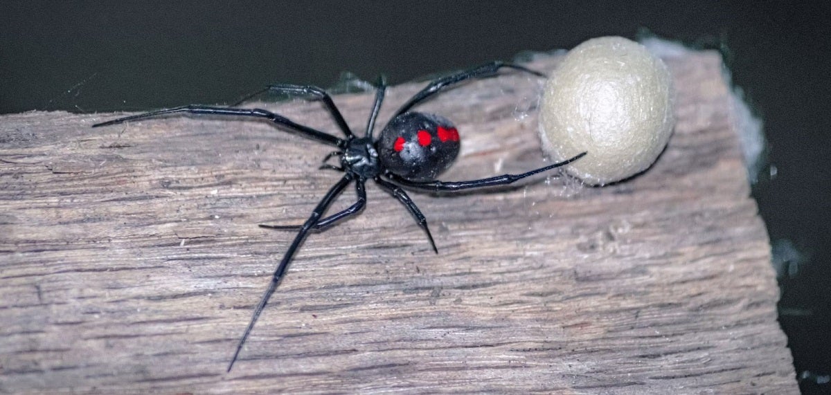 Eight-Legged Death: America's Most Venomous Spiders