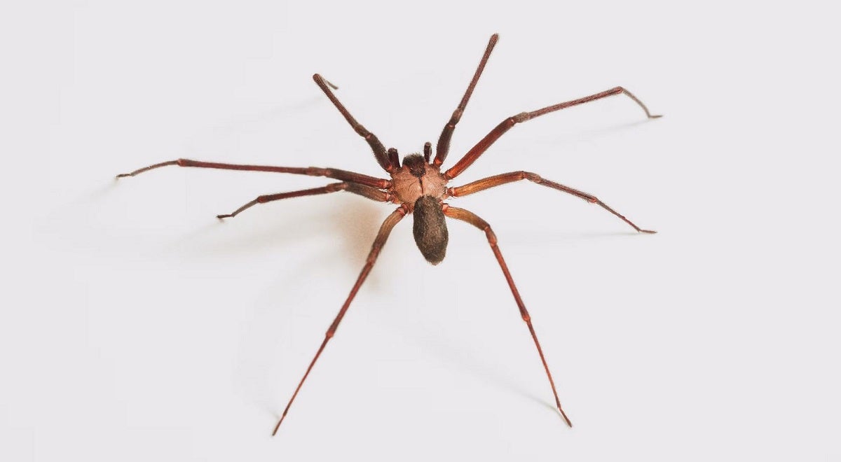 Eight-Legged Death: America's Most Venomous Spiders