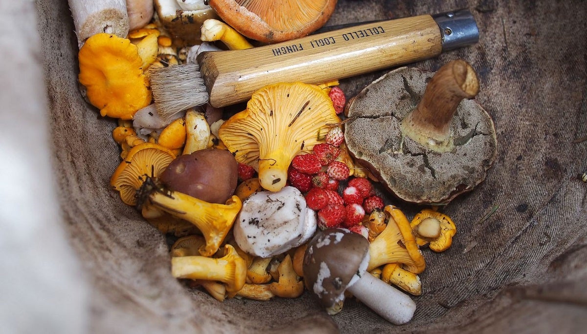 “Can I Eat It?” Part 2: Common Edible Wild Mushrooms “Can I Eat It?” Part 2: Common Edible Wild Mushrooms