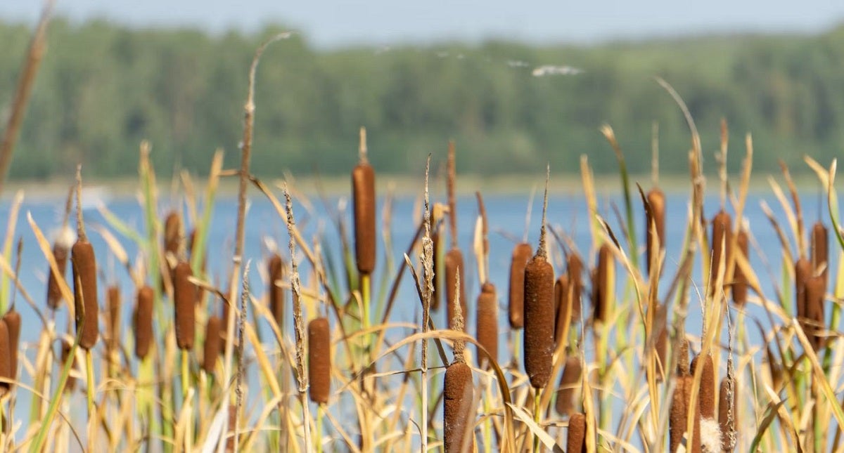 "Can I Eat It?" - Common Edible Plants & How to Identify Them