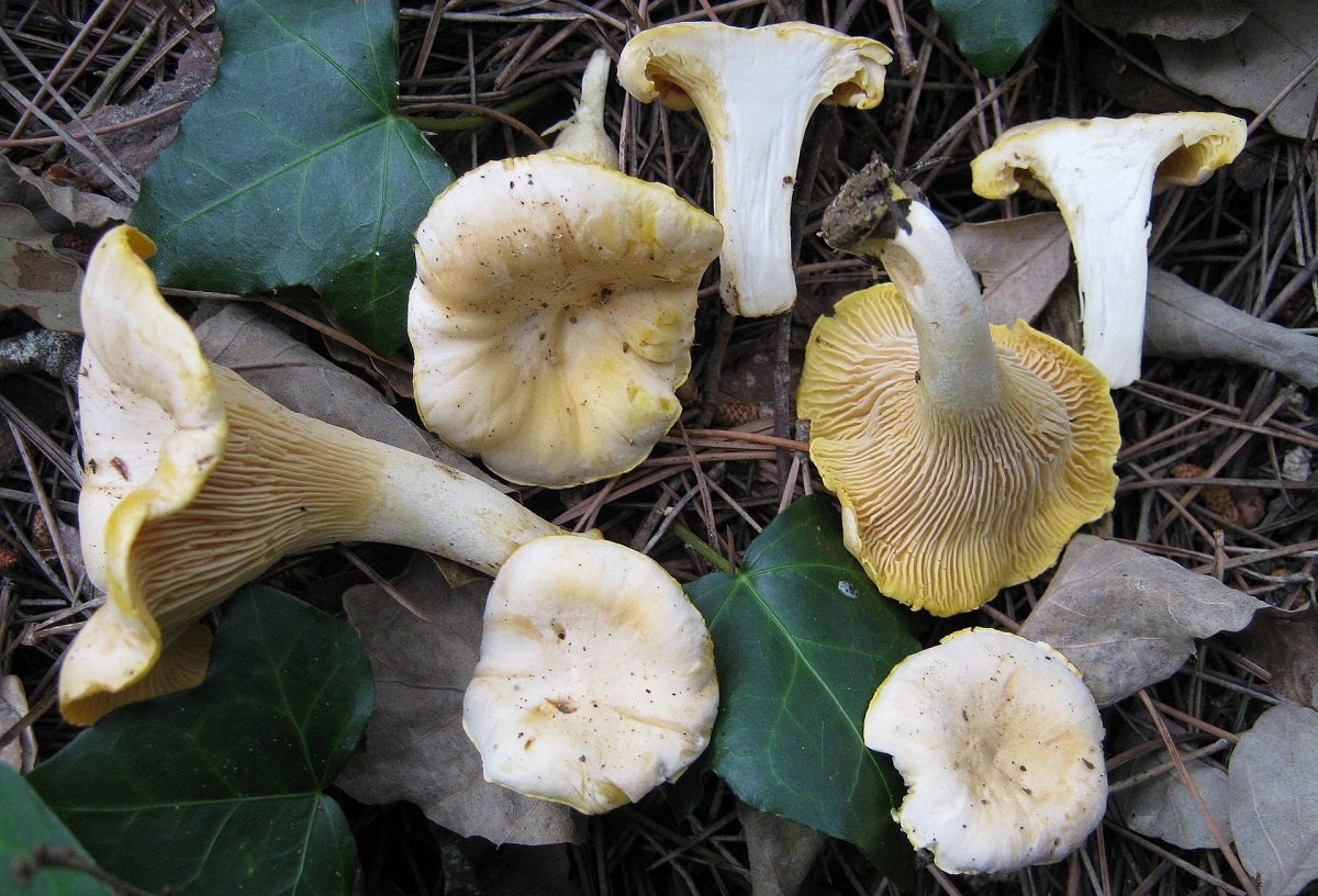 "Can I Eat It?" Part 2: Common Edible Wild Mushrooms