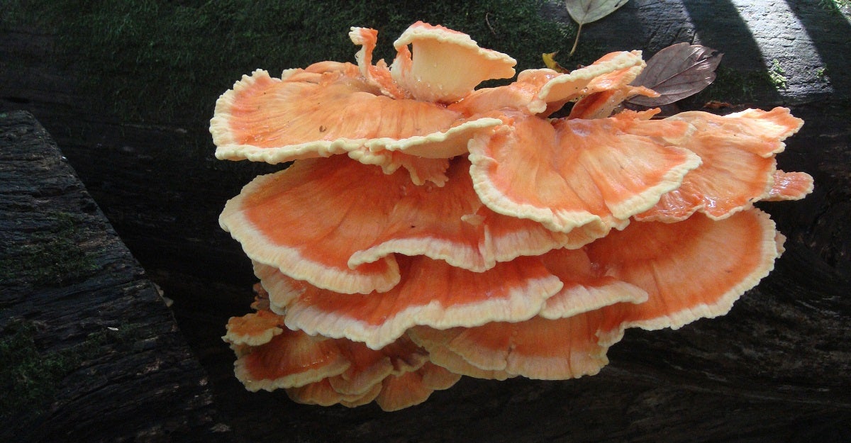 "Can I Eat It?" Part 2: Common Edible Wild Mushrooms