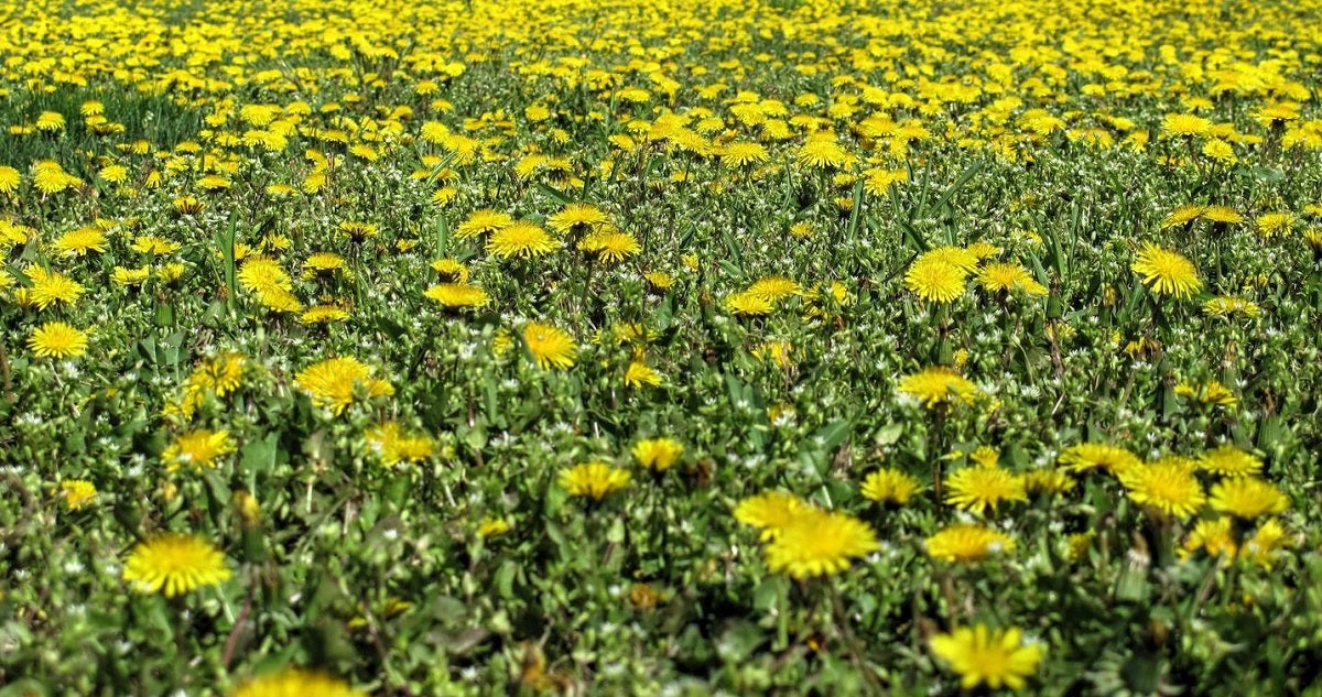 "Can I Eat It?" - Common Edible Plants & How to Identify Them