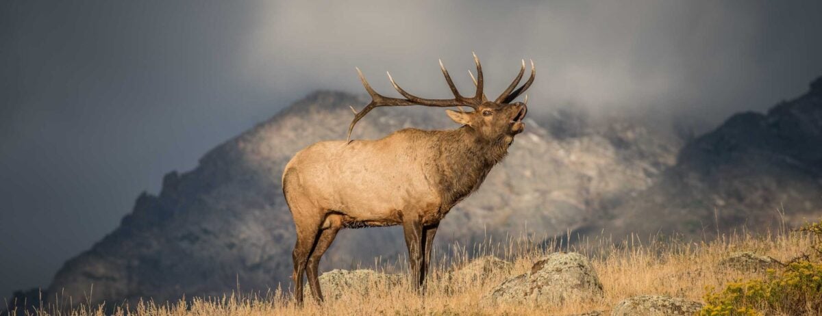 Idaho Wildlife & Research receive $3.8 Million from RMEF & Partners