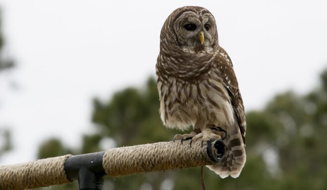 The Federal Government Wants Hunters to Kill 500,000 Barred Owls