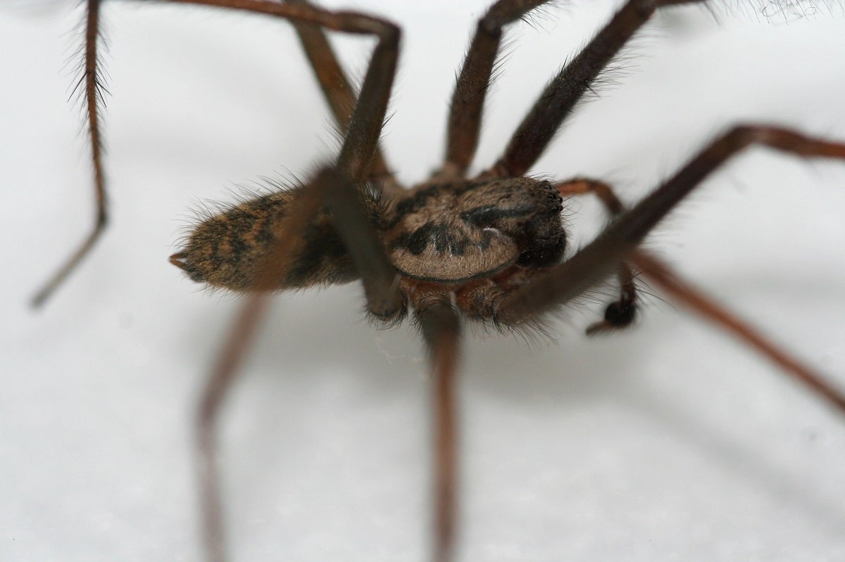 Eight-Legged Death: America's Most Venomous Spiders