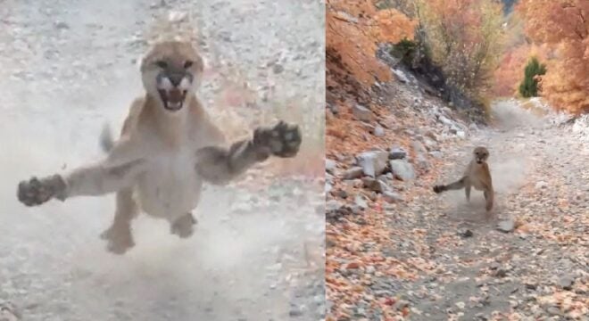 Staying Safe Around Mountain Lions & What To Do if You Encounter One