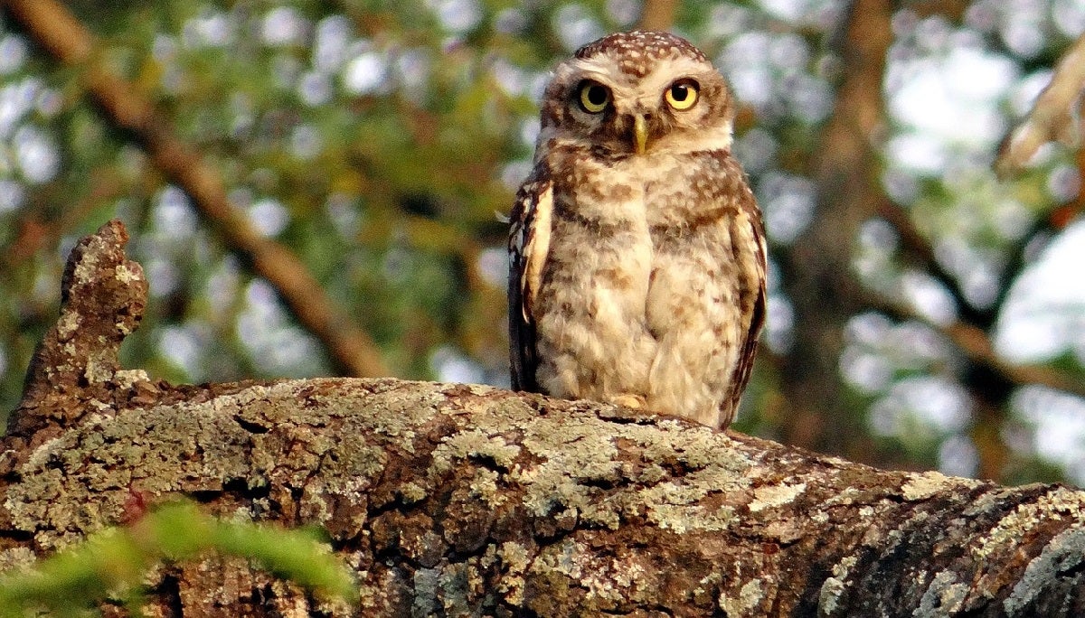 The Federal Government Wants Hunters to Kill a 500,000 Barred Owls