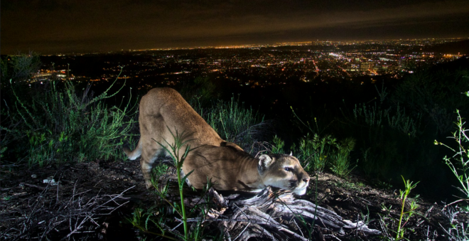Why Mountain Lion Encounters With People Are Increasing