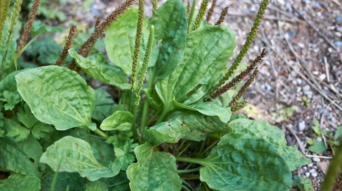 "Can I Eat It?" - Common Edible Plants & How to Identify Them