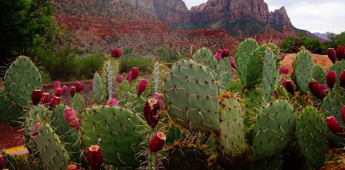 "Can I Eat It?" - Common Edible Plants & How to Identify Them