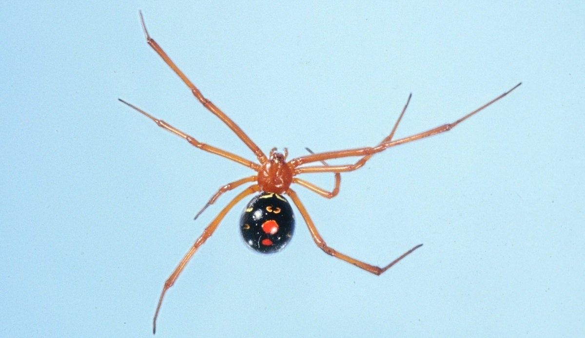 Eight-Legged Death: America's Most Venomous Spiders