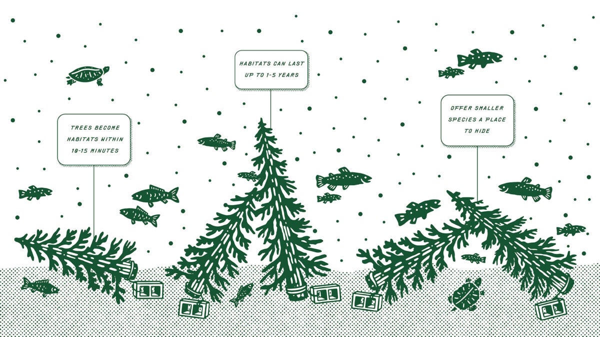 YETI Transfers Christmas Trees to Better the Wild with YETI Fish Firs