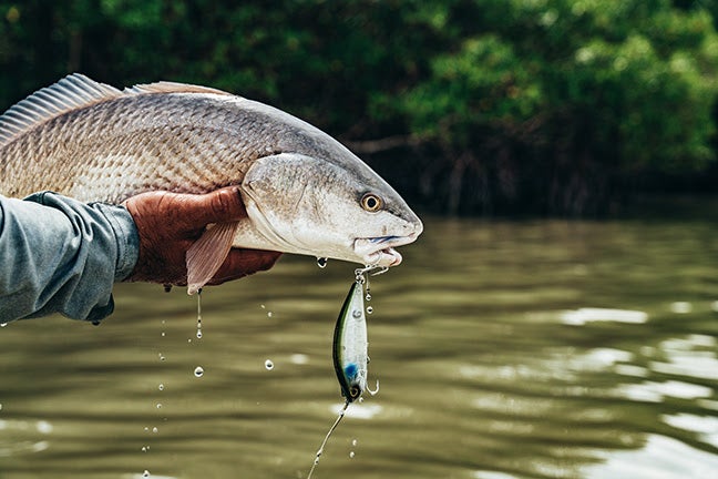 Swimbait Action! Daiwa’s NEW Lazy FAShad Floating Twitchbaits