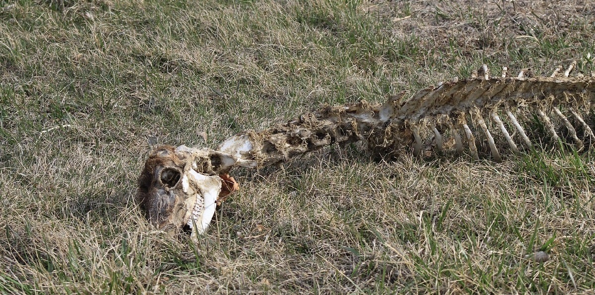 Drone Operator Charged for Recovering Deer, a Authorized Grey Space