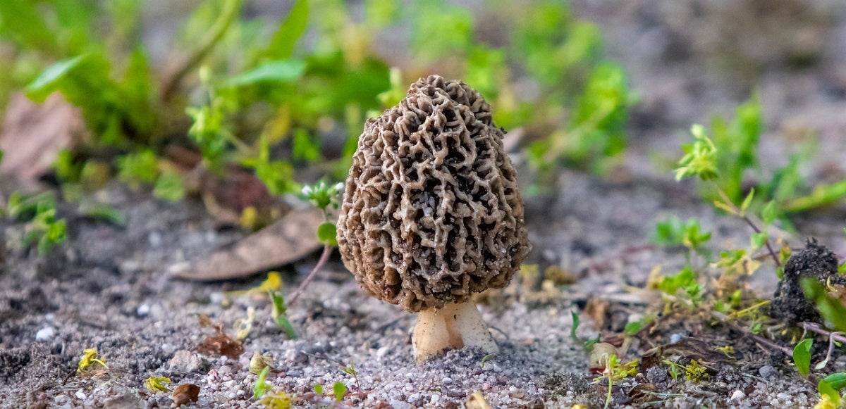 "Can I Eat It?" Part 2: Common Edible Wild Mushrooms