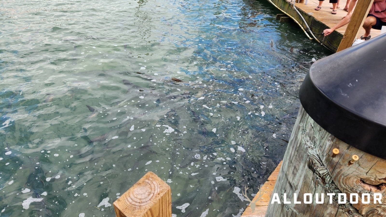 Feeding Tarpon at Robbie's of Islamorada