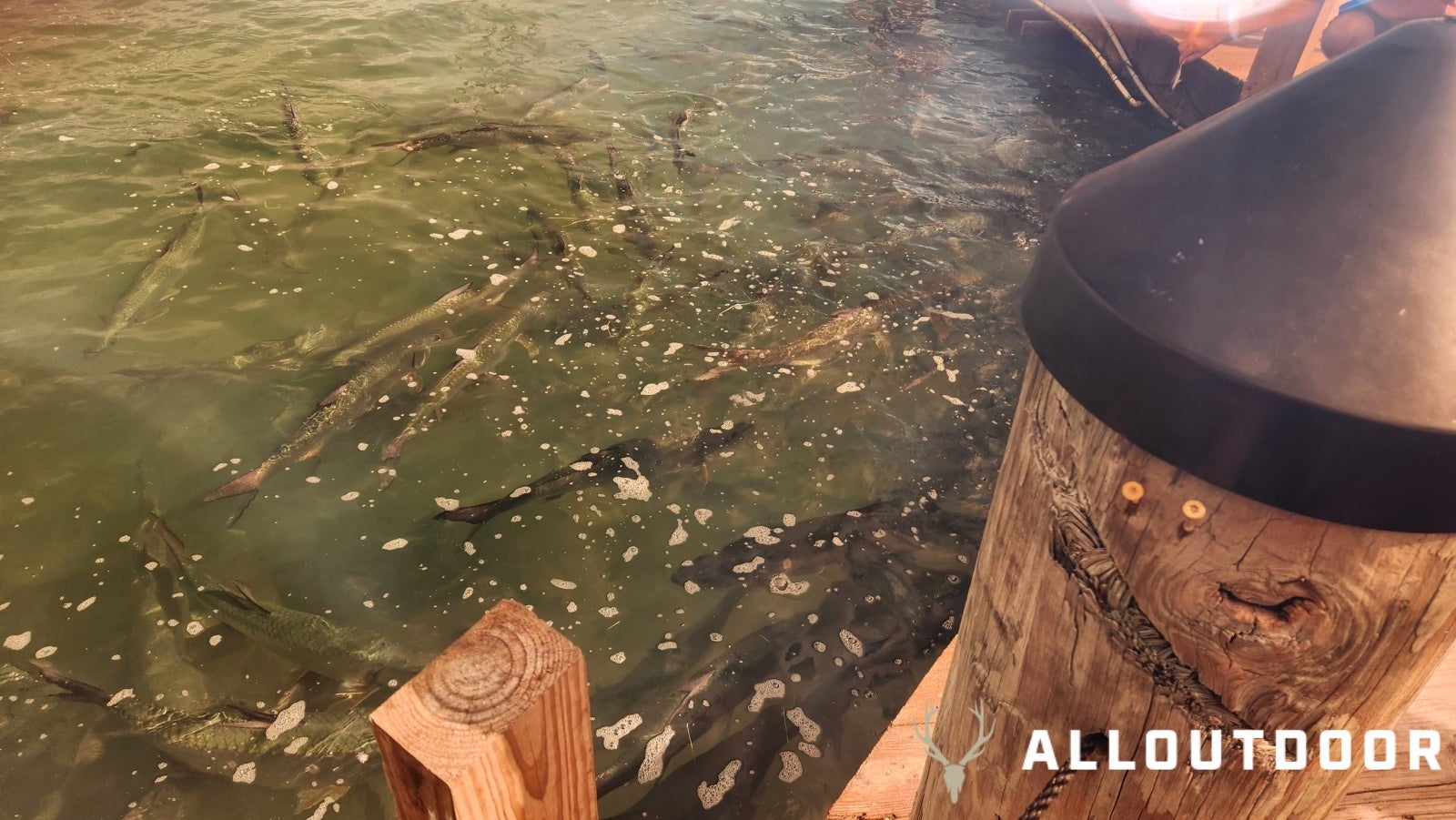 Feeding Tarpon at Robbie's of Islamorada