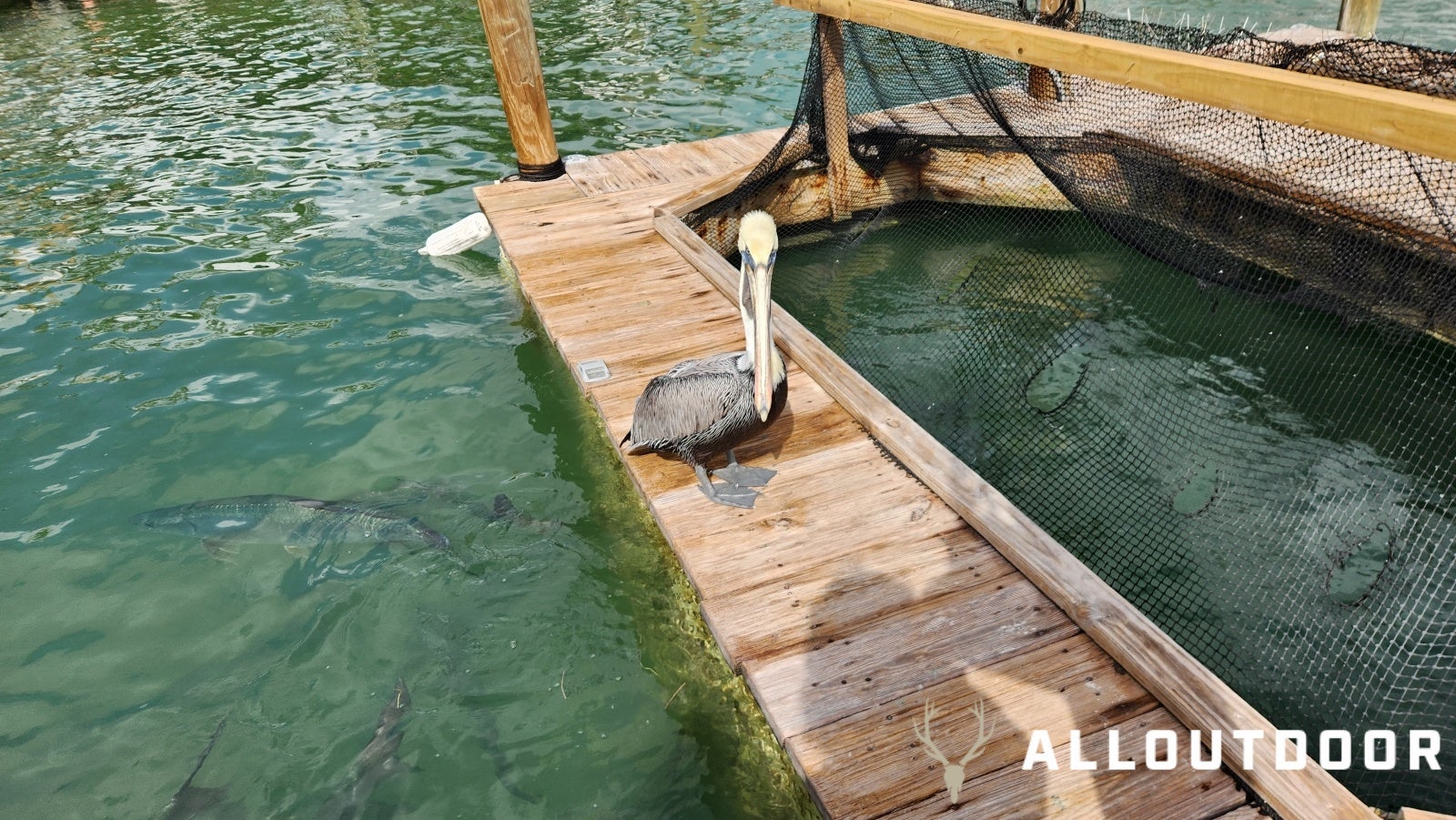 Feeding Tarpon at Robbie's of Islamorada