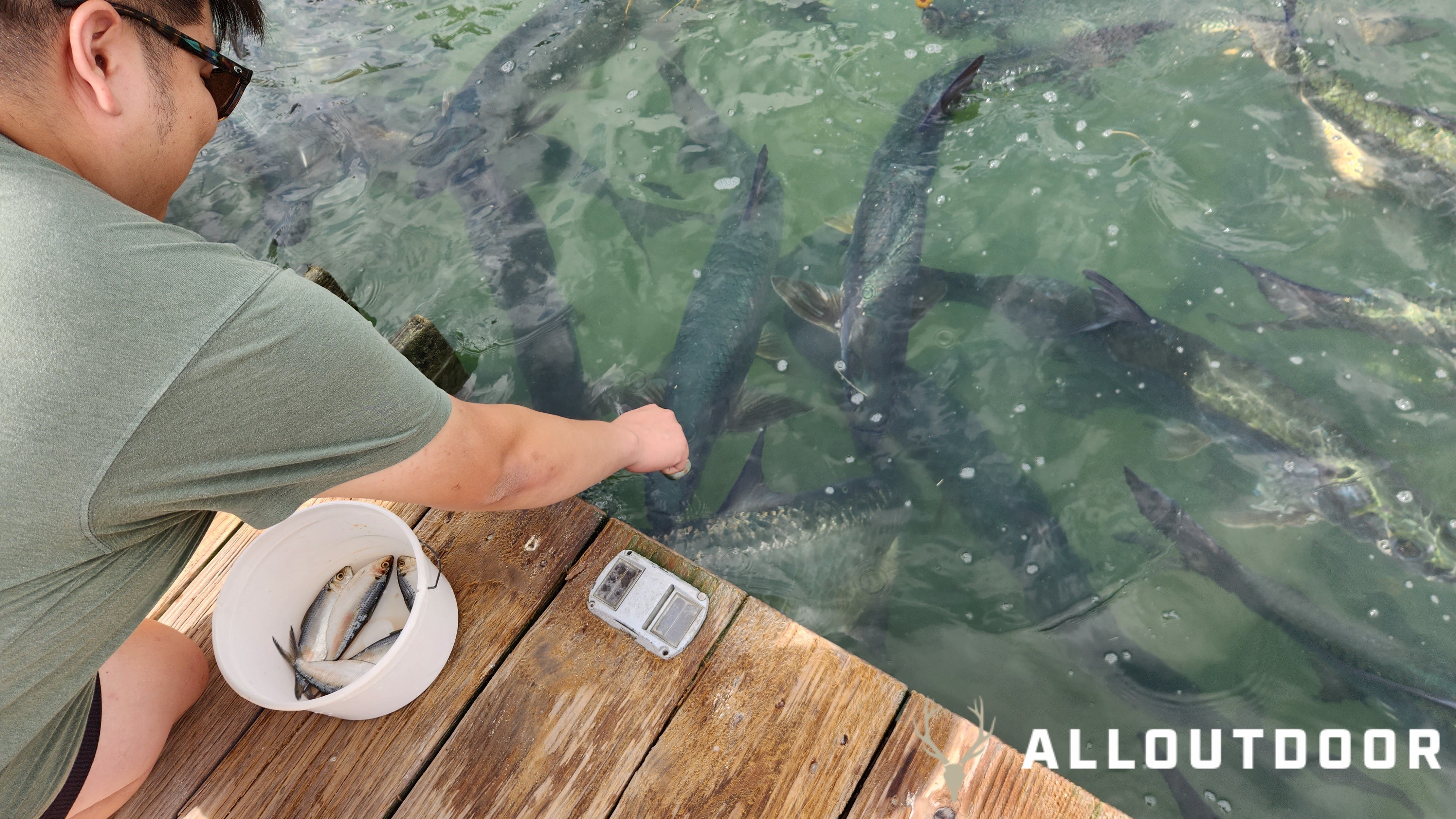 Feeding Tarpon at Robbie's of Islamorada