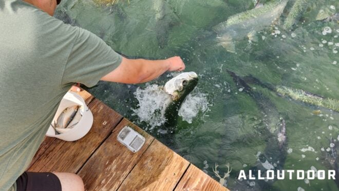 Feeding Tarpon at Robbie’s of Islamorada – Village in Florida