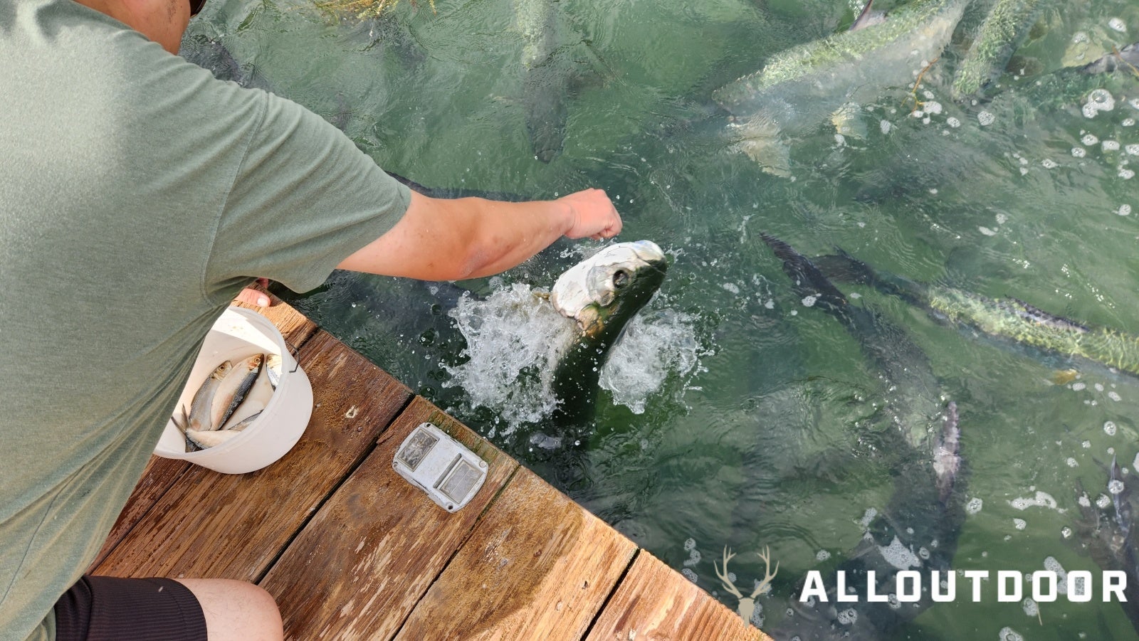 Feeding Tarpon at Robbie's of Islamorada - Village in Florida