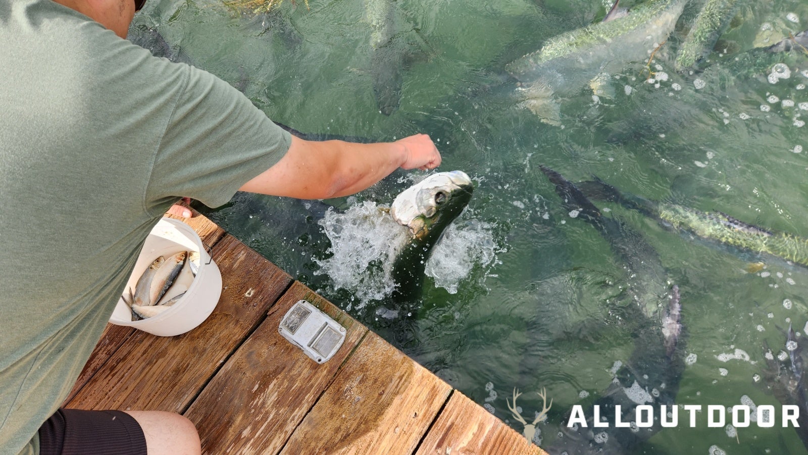 Feeding Tarpon at Robbie's of Islamorada