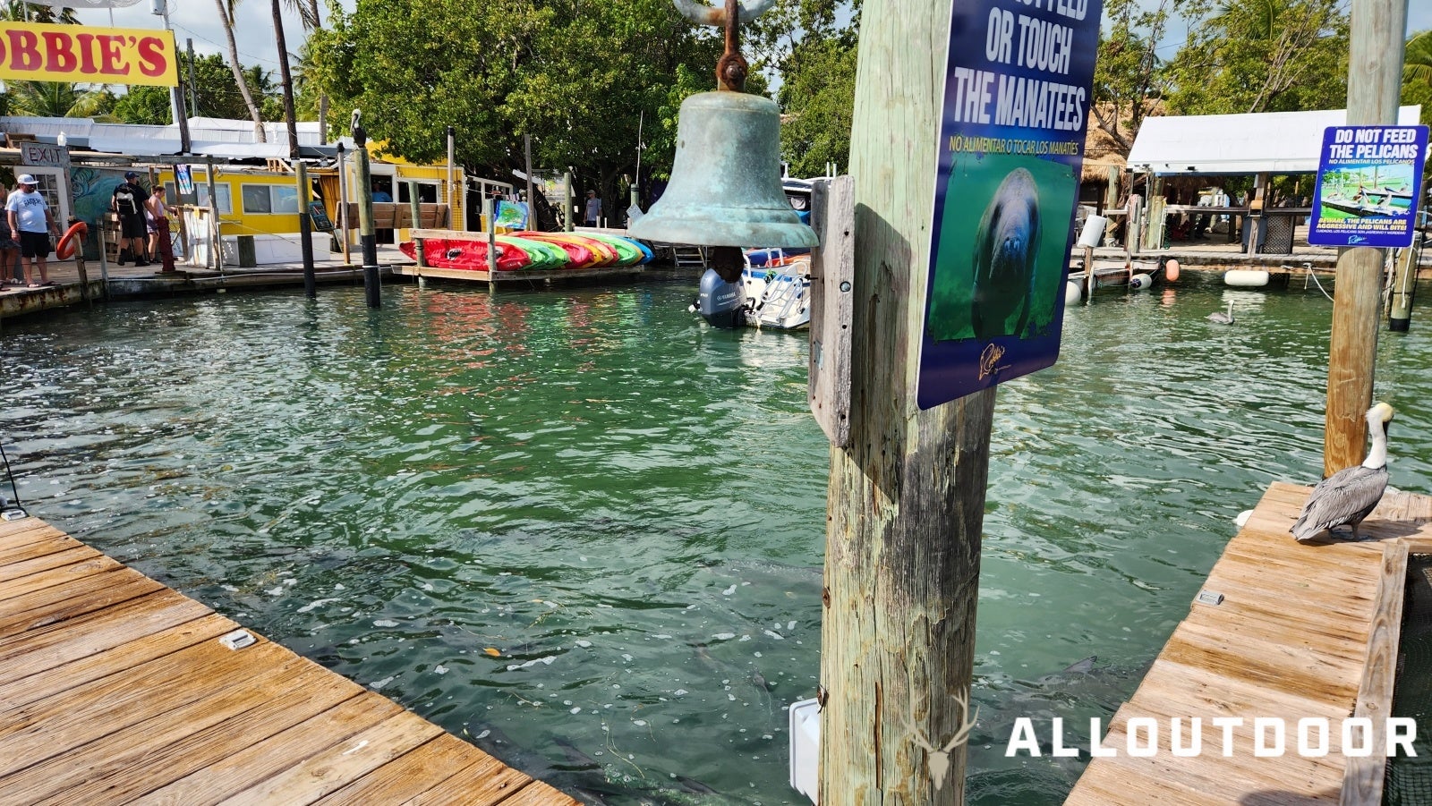 Feeding Tarpon at Robbie's of Islamorada