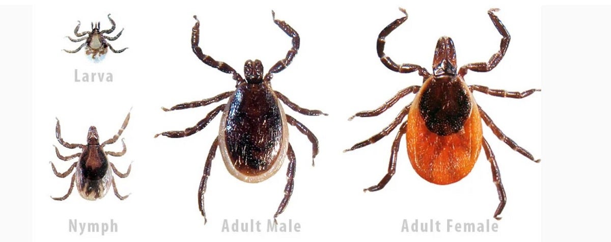 Tick Tips: How to Keep Bloodsuckers at Bay & Yourself Safe