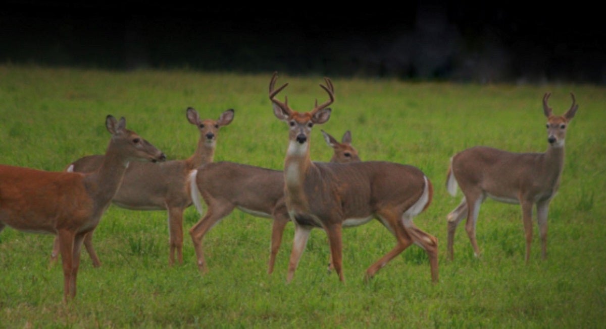 Bagging Big Antlers: Tips for Hunting Elusive Bucks