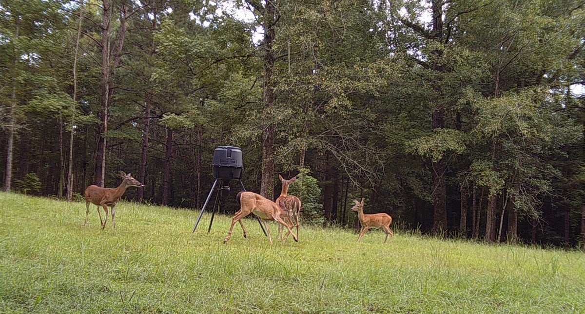 Bagging Big Antlers: Tips for Hunting Elusive Bucks