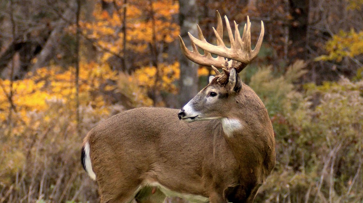 The State of Chronic Wasting Disease in U.S. Deer The State of Chronic Wasting Disease in U.S. Deer