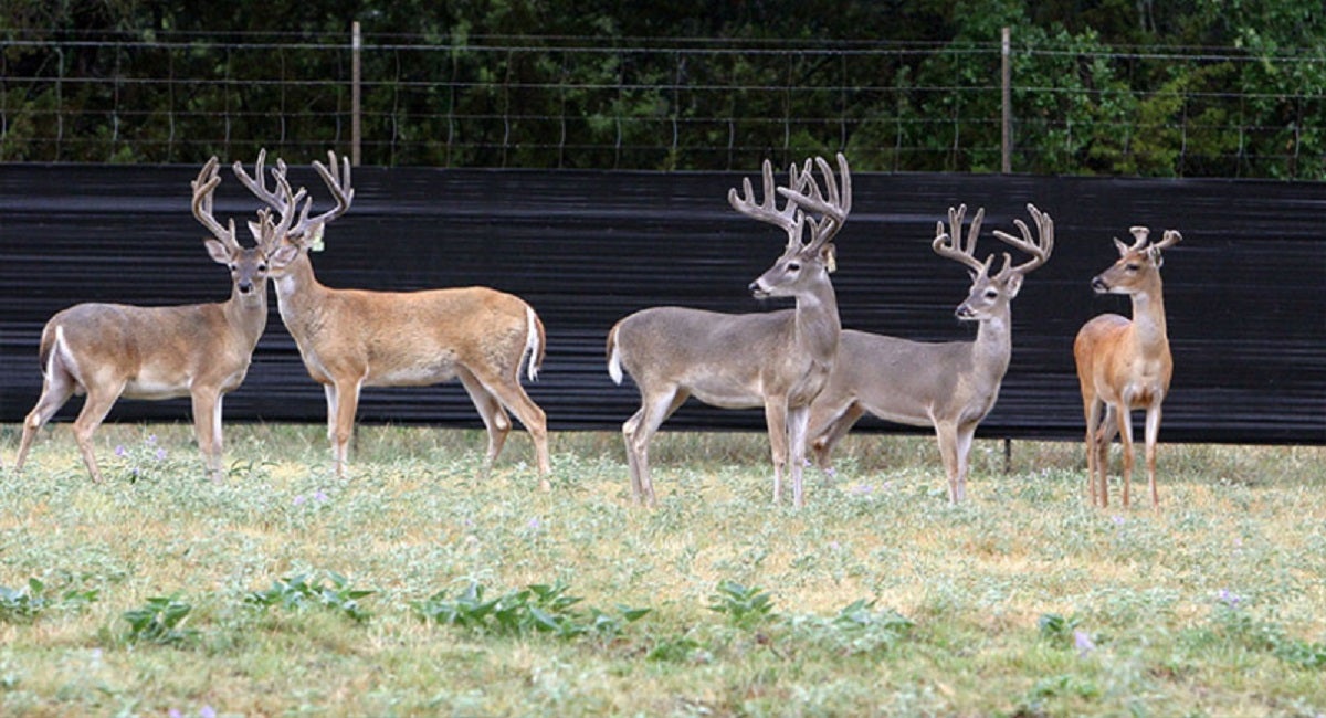 Chronic Wasting Disease