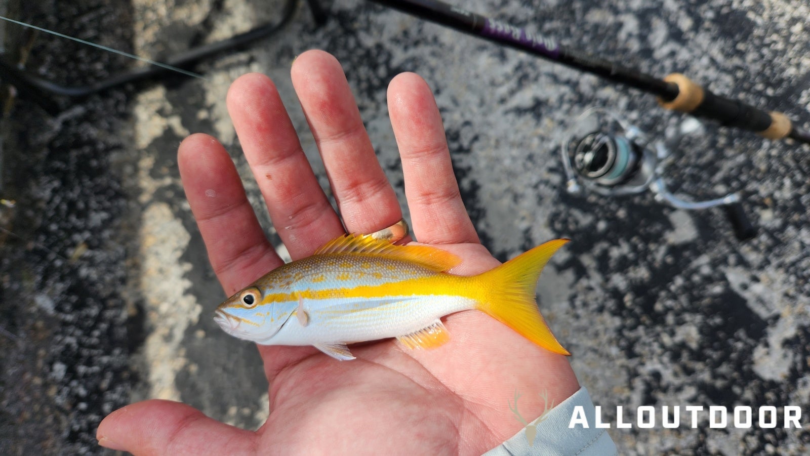 Quick Fishing Trip to Channel 2 Bridge in Islamorada