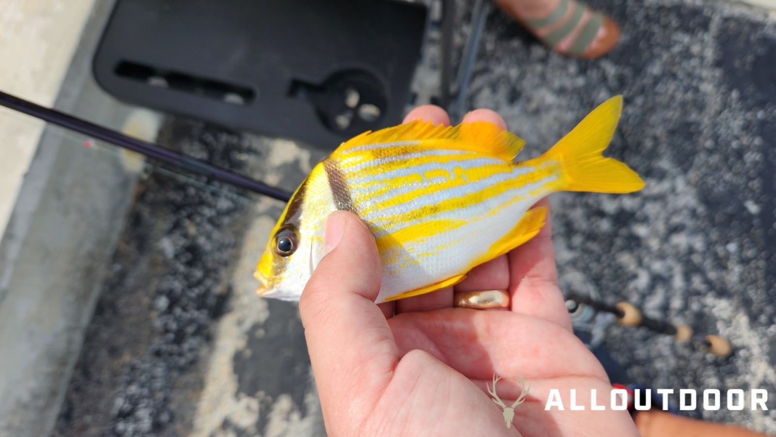 Quick Fishing Trip to Channel 2 Bridge in Islamorada