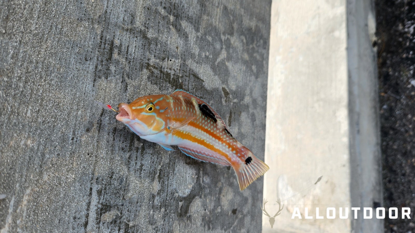 Quick Fishing Trip to Channel 2 Bridge in Islamorada