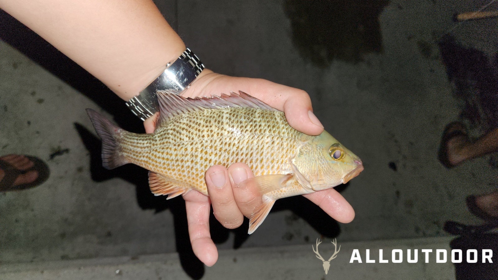 Quick Fishing Trip to Channel 2 Bridge in Islamorada